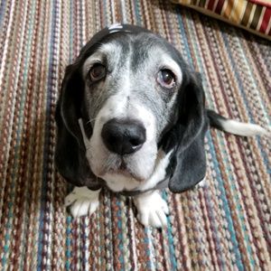 Meet your Posher, Marie